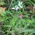 Fumaria capreolata Feuille