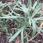 Artemisia dracunculus Blad