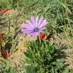 Dimorphotheca jucunda Çiçek