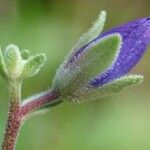 Veronica fruticans Hàbitat