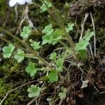 Saxifraga corsica Habitus