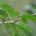 Amphitecna gentryi Hoja