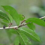 Amphitecna gentryi Leaf