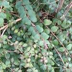 Symphoricarpos orbiculatusLeaf