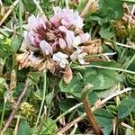 Trifolium occidentale Floare