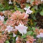 Abelia × grandifloraFlower