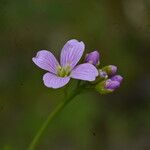 Cardamine crassifolia Flower