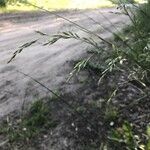 Festuca gigantea Blomma