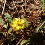 Corchorus trilocularis Vekstform