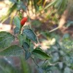 Capsicum frutescens Fruit