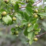 Flacourtia indica Blatt