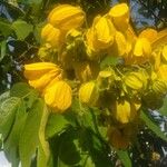 Senna macranthera Flower