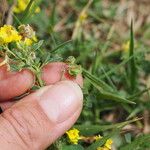 Medicago papillosa Ffrwyth