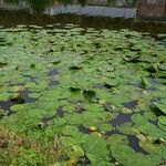 Nuphar lutea Alkat (teljes növény)