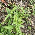 Salvia leucantha Φύλλο