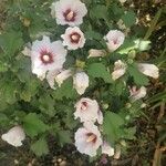 Hibiscus syriacus Tervik taim