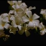 Leptosiphon grandiflorus Flower