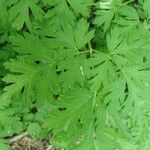 Physospermum cornubiense Leaf