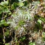 Clematis mauritiana Fruit