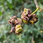 Quercus robur Mosusu