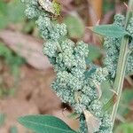 Chenopodium albumFruit