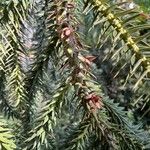 Araucaria angustifolia Hoja