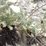 Achillea nana Fuelha