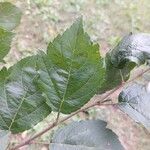 Malus hupehensis Leaf