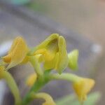 Polystachya pyramidalis Flower