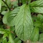 Mentha longifoliaLeaf