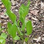 Armoracia rusticana Leaf