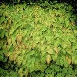 Epimedium pinnatum Habit