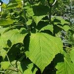 Acer capillipes Folha