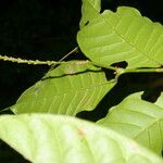 Coccoloba acuminata পাতা