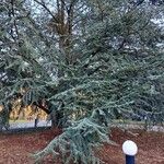 Cedrus atlantica Hábito