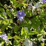 Brunfelsia pauciflora Blomst