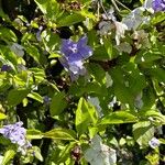 Brunfelsia pauciflora Λουλούδι