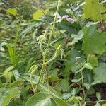 Desmodium uncinatum Прочее