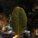 Ficus elastica Leht