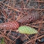 Pinus caribaea Fruto