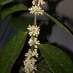 Schlegelia parviflora Egyéb