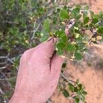 Cercocarpus montanus Foglia