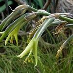 Puya mirabilis 花