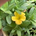 Calibrachoa parviflora Flower