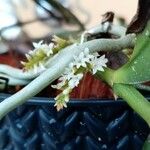 Campylocentrum micranthum Λουλούδι