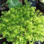 Sedum japonicum Hoja