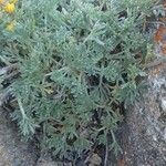 Artemisia glacialis List