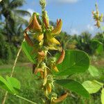 Crotalaria pallida Цвят