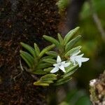 Angraecum pectinatum Kvet