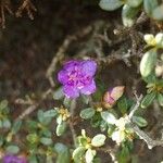 Rhododendron impeditum Flower